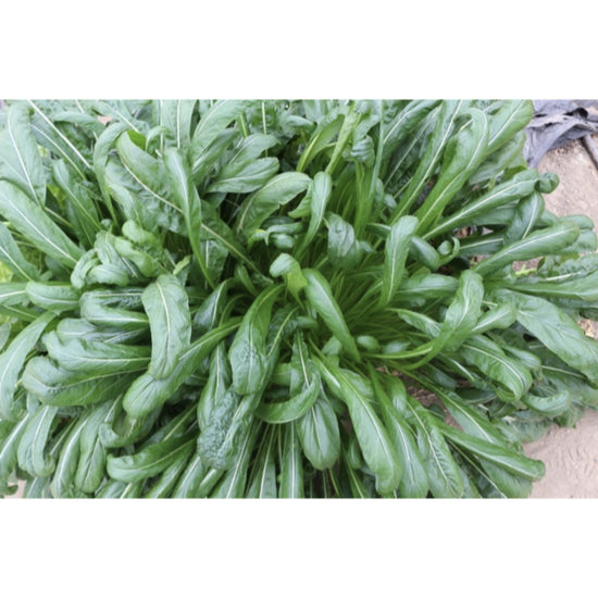 SALAD GREEN; Mibuna
